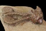 Fossil Crinoid (Jimbacrinus) - Gascoyne Junction, Australia #114433-3